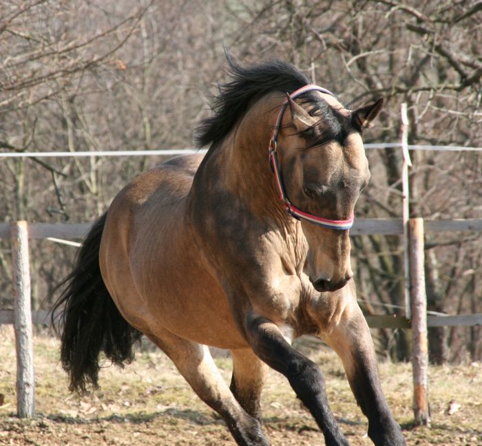 achaltekin.jpg